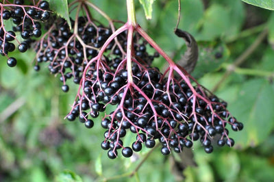 Oh, so very elderberry: the berry with a long tradition of wellness.