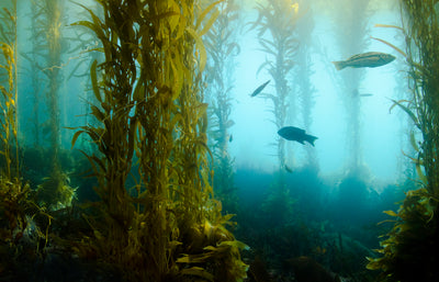 Explore NutraVege Omega-3 Supplements - No Fish Required!